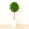 観葉植物イメージ