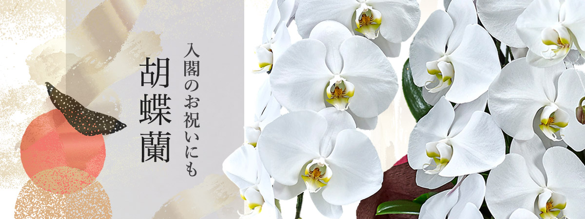 胡蝶蘭のお祝いギフト36選  入閣のお祝いにも