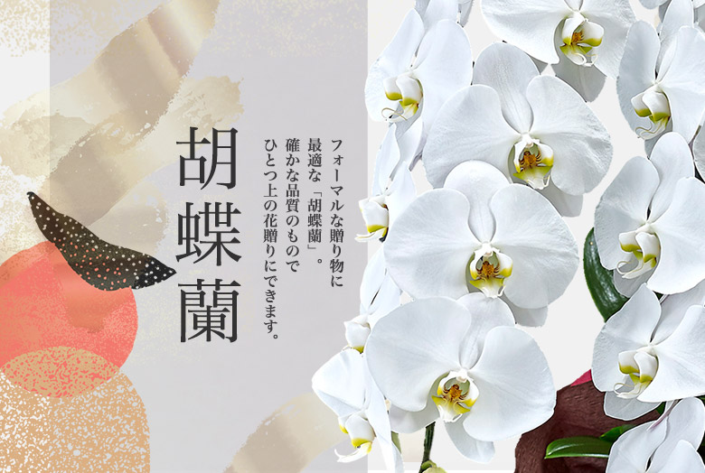 胡蝶蘭のお祝いギフト36選
