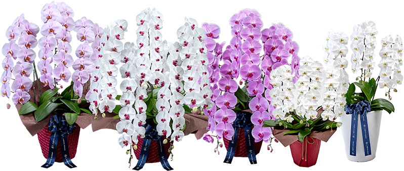 日比谷花壇胡蝶蘭