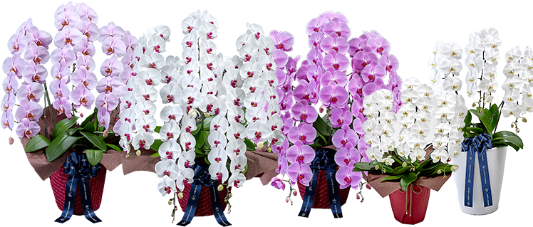 日比谷花壇胡蝶蘭