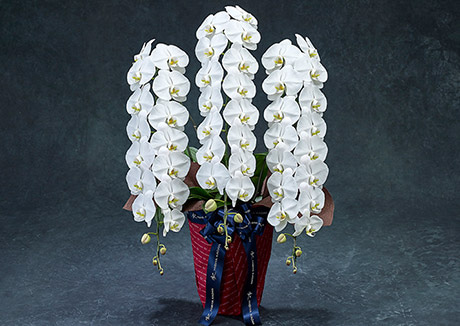 3本立ちの輪数(通常36輪以上)