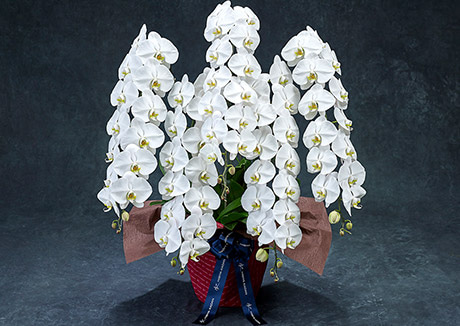 5本立ちの輪数(通常60輪以上)