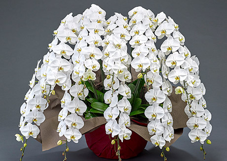 10本立ちの輪数(120輪以上)