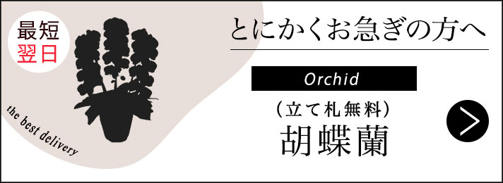 お急ぎ胡蝶蘭