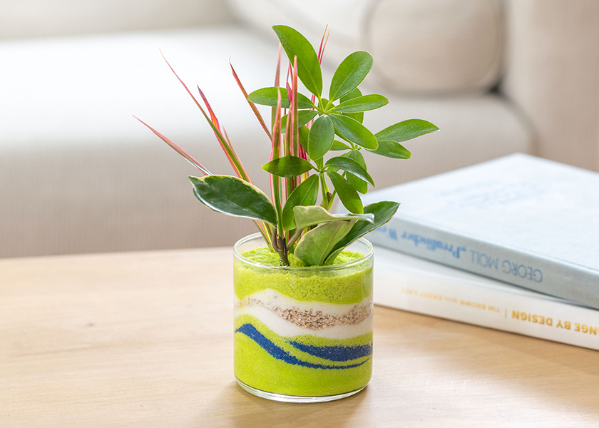 カラーサンド観葉植物寄せ植え