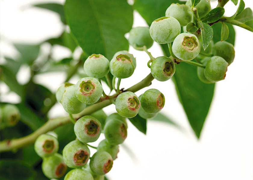 ブルーベリー2本植え