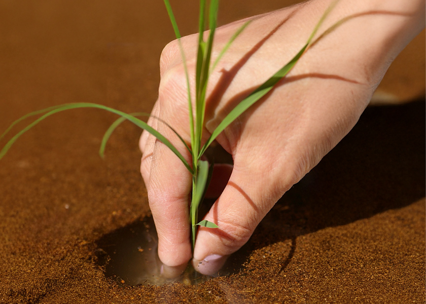 育てるキット「箱田んぼ」
