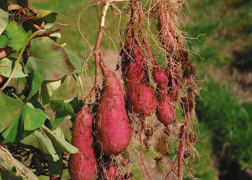 育てるキット「箱いも」
