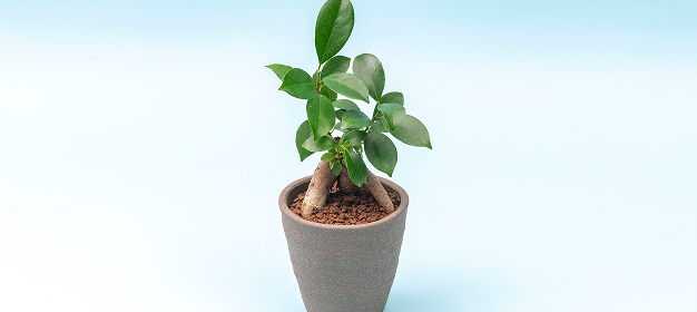 観葉植物・花鉢・その他