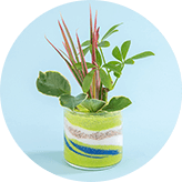 観葉植物・花鉢・その他