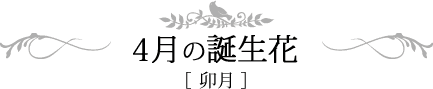 4月の誕生日 卯月