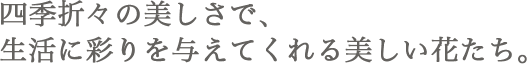 四季折々の美しさで、生活に彩りを与えてくれる美しい花たち。