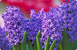 1月24日ヒヤシンス(紫)の画像