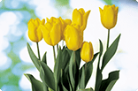 1月25日チューリップ(黄)の画像