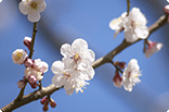 1月31日ウメ(白)の画像