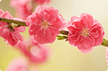 2月21日ウメ(紅)の画像
