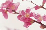3月14日モモの画像