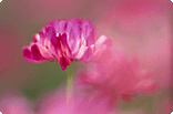 3月19日レンゲソウの画像