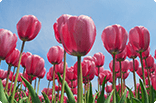 3月21日チューリップ(赤)の画像
