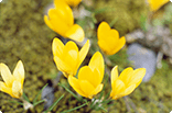 4月1日クロッカス(黄)の画像