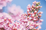 4月16日ライラックの画像