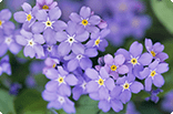 4月18日ワスレナグサの画像