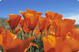 4月19日カリフォルニアポピーの画像