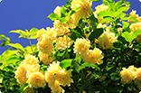 4月25日モッコウバラの画像