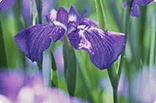 5月5日ハナショウブの画像