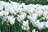5月11日チューリップ(白)の画像