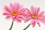 8月19日ガーベラ(ピンク)の画像