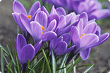 10月30日クロッカス(紫)の画像