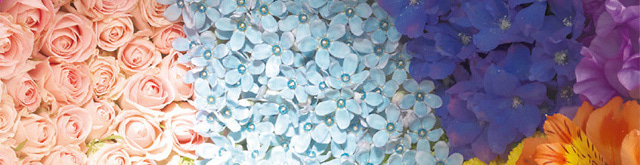 365日の誕生花とは?