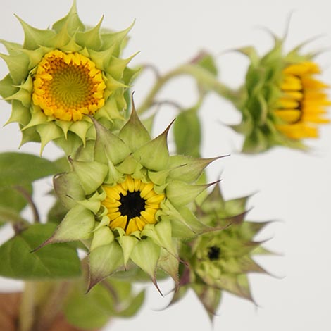 ひまわりと季節の花
