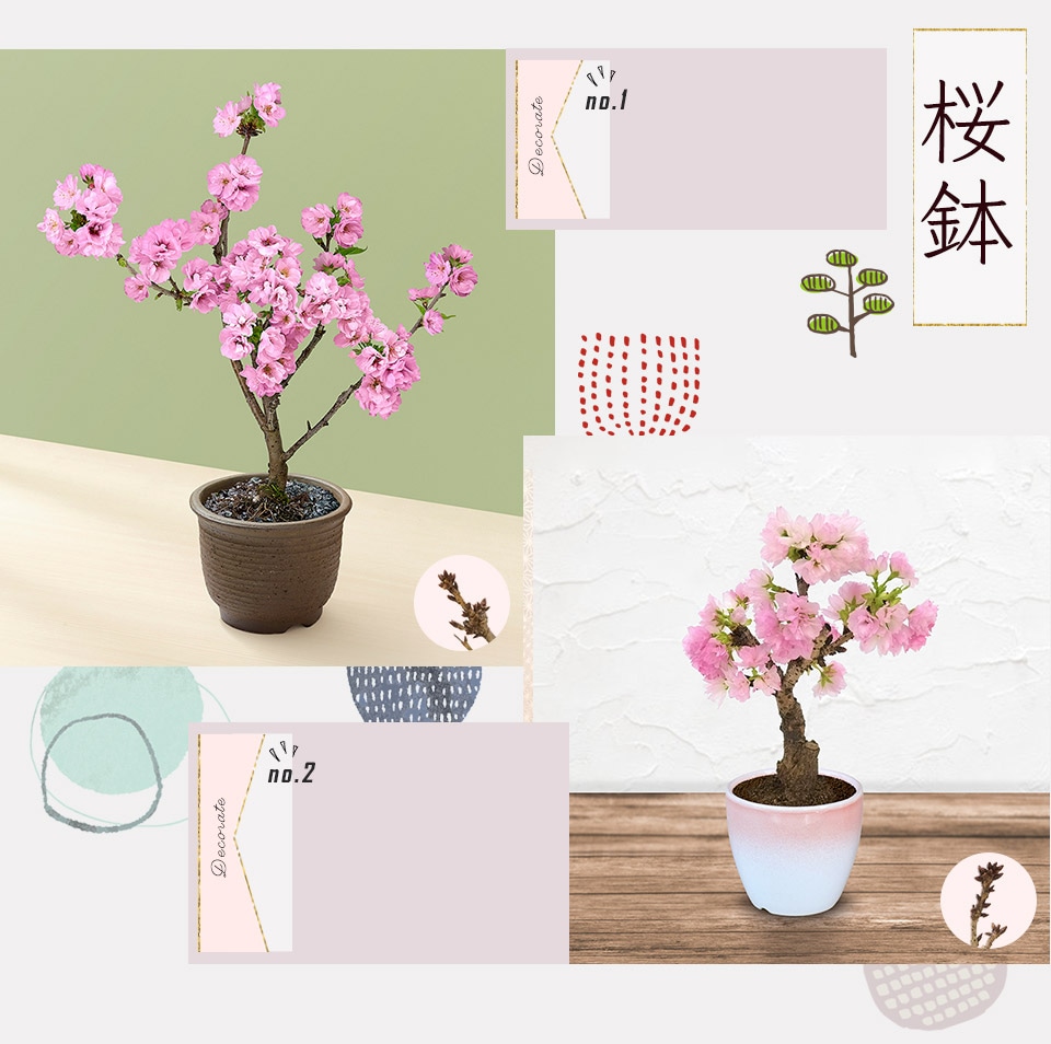 桜鉢