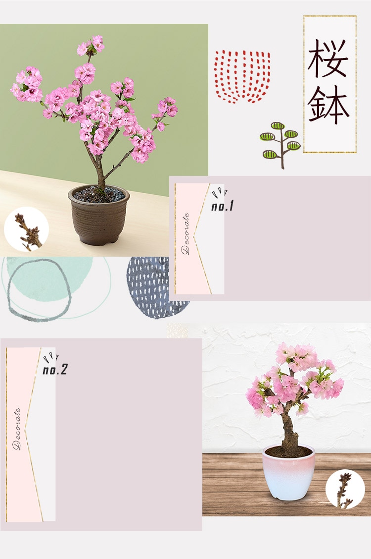 桜鉢