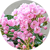 におい桜
