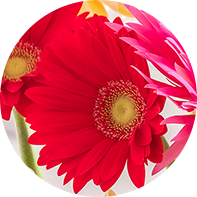 一重咲きイメージ