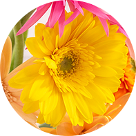 半八重咲きイメージ