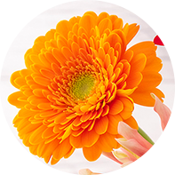 八重咲きイメージ