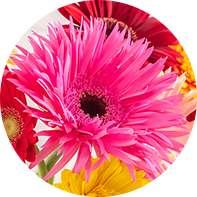 スパイダー咲きイメージ