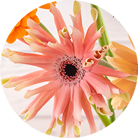 カール咲き（パスタ咲き）イメージ