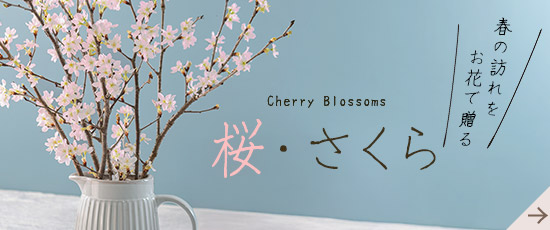 桜・さくら特集