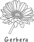 Gerbera