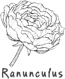 ranunculus