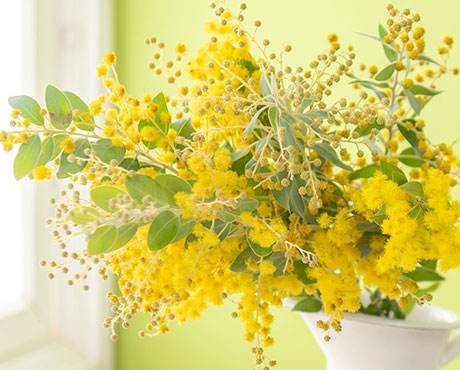 ミモザの花