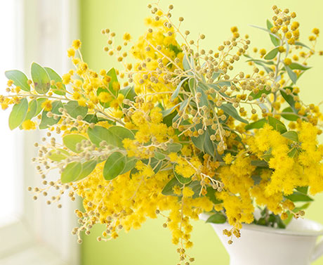 ミモザの花