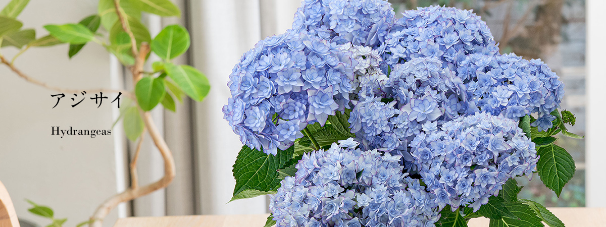 【2025】母の日 花ギフト・プレゼント　アジサイ（紫陽花）ギフト特集
