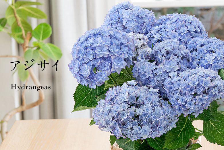 【2025】母の日 花ギフト・プレゼント アジサイ(紫陽花)ギフト特集